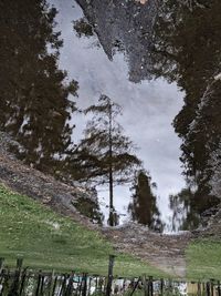 Reflection of trees in puddle