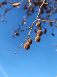 Low angle view of a tree