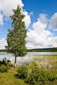 Tree by lake against sky