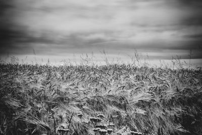 Crops growing on field against sky
