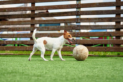 Dog play football on the field