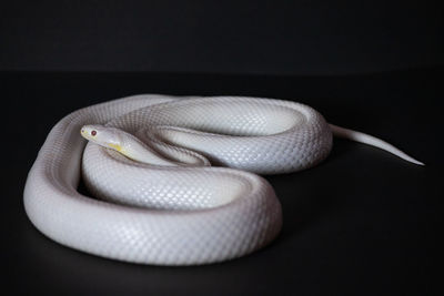 Close-up of snake