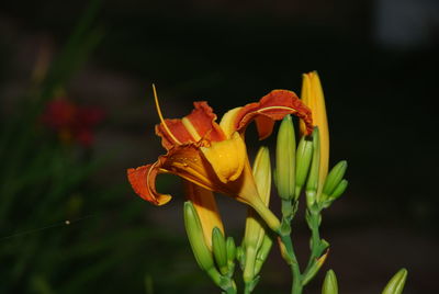 Close-up of yellow flowers