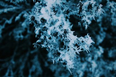 Close-up of snow covered tree