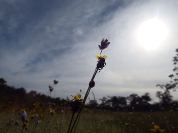 Close-up of flowering plant on field against sky during sunset