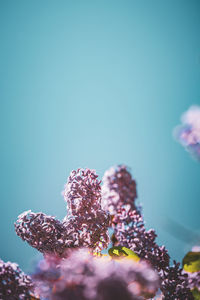 Close-up of purple flowers