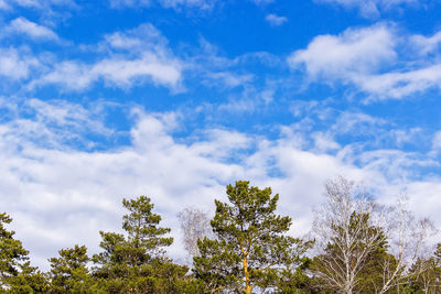 Low angle view of trees against sky