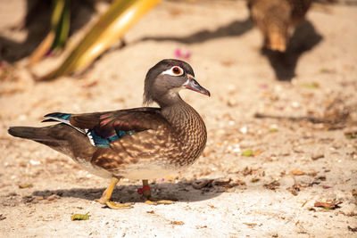 Brown female wood duck aix sponsa in bonita springs, florida