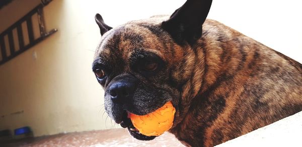 Close-up of dog looking away at home