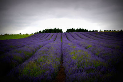 Scenic view of field against cloudy sky