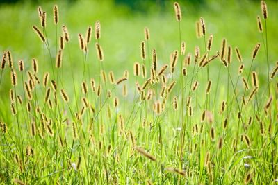 Close-up of wheat growing on field