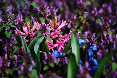 Close-up of pink flowering plant