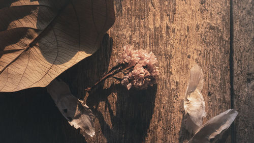 Close-up of dry leaves on tree trunk