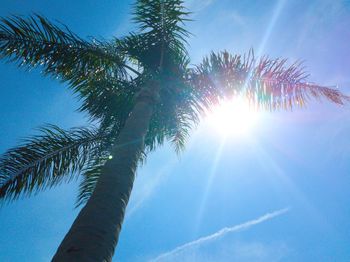 Low angle view of sunlight streaming through palm tree