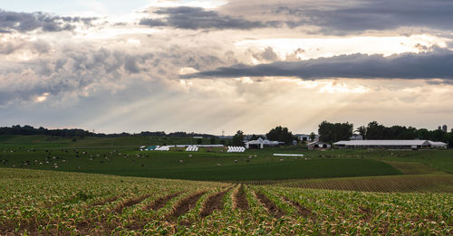 Scenic view of agricultural field against sky