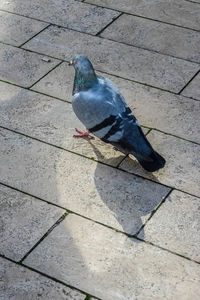 High angle view of bird on shadow
