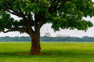 Trees on field against sky