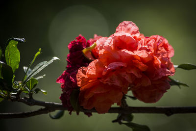 Close-up of red flowers