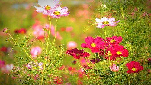 Close-up of pink flowers blooming in field