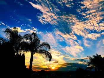 Silhouette of trees at sunset