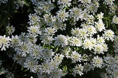 Close-up of white flowering plants