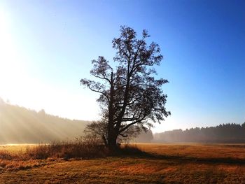 Tree on field against clear sky