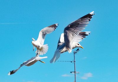 Low angle view of seagulls flying against clear blue sky