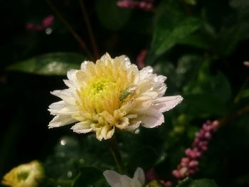 Close-up of yellow flower