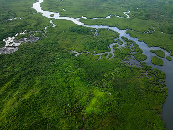 High angle view of trees in forest
