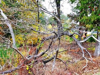 Bare trees in forest