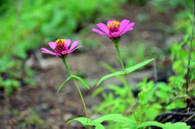 Close-up of pink flowering plant