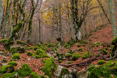 Trees in forest during autumn