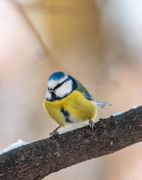 Close-up of bird perching on branch