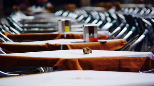 Sparrow on table at sidewalk cafe