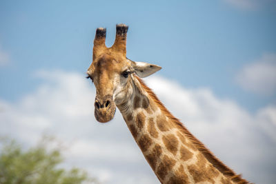 Low angle view of giraffe against sky
