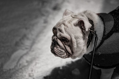 Close-up of a dog looking away