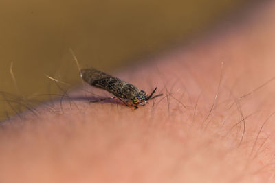 Macro shot of insect