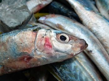 High angle close-up of fish on table for sale in market