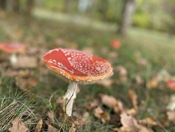 Close-up of fly agaric mushroom on field