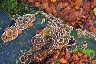 High angle view of coral in sea