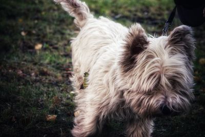 Close-up of a dog on field