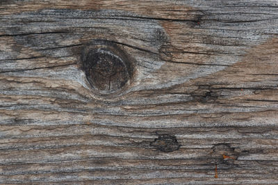 Full frame shot of tree trunk