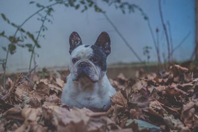 Close-up of dog sitting on autumn leaves against sky