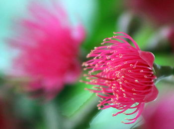 Close-up of pink flower