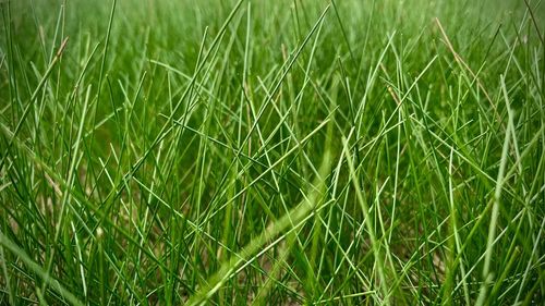 Close-up of wheat field