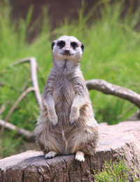 Portrait of meerkat sitting on rock