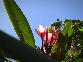 Close-up of pink flowering plant against clear sky