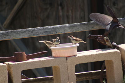 Close-up of birds perching on metal railing