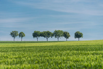 Scenic view of agricultural field against sky