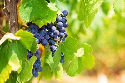 Close-up of grapes growing in vineyard